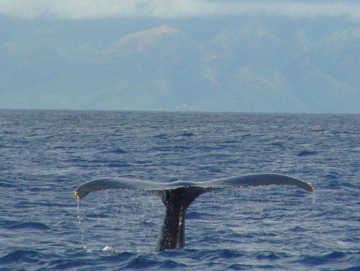 whale tail Maui January 2005