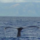 whale tail Maui January 2005