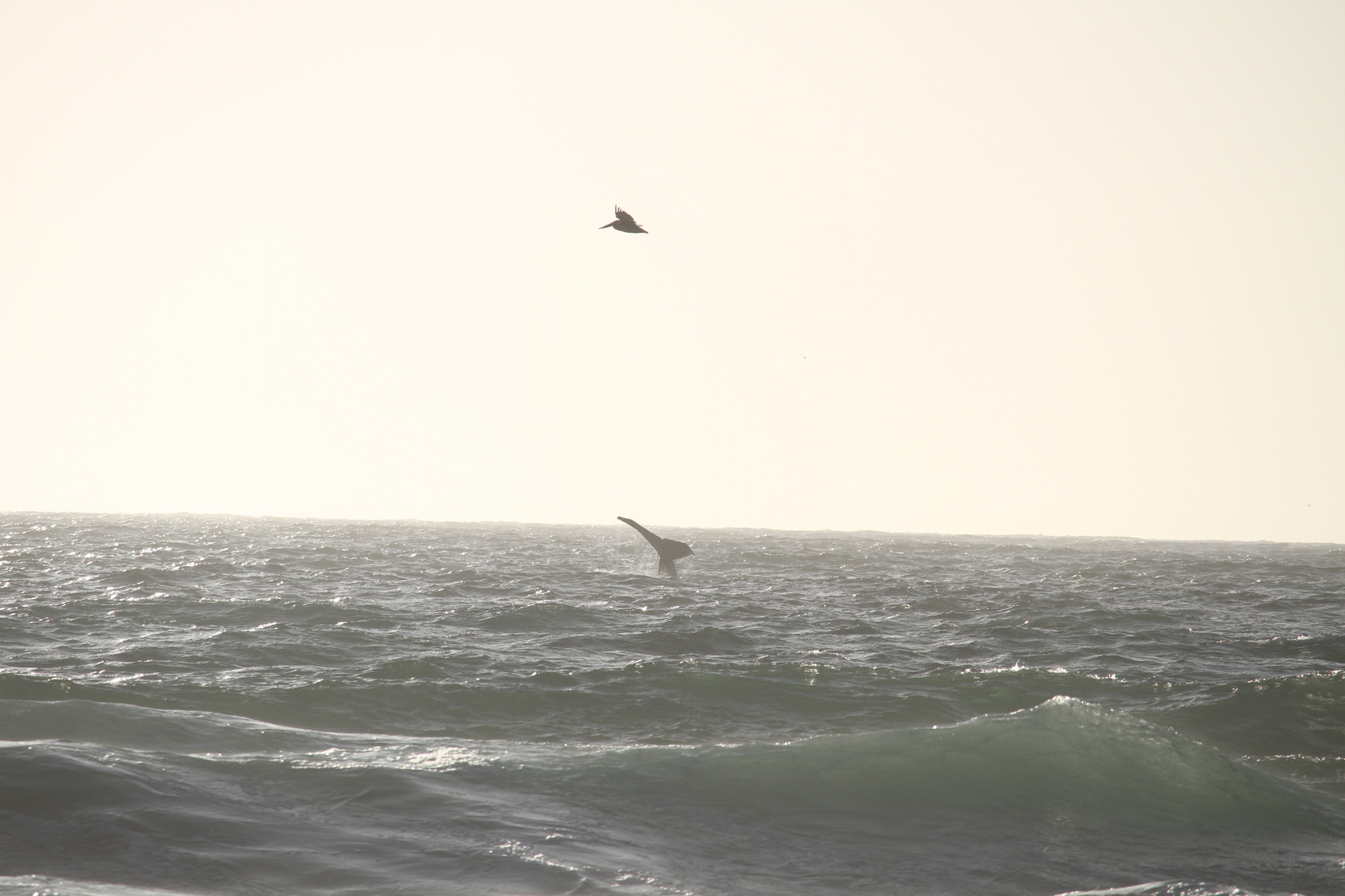 Whale - taken from the Beach of Marina del Rey