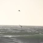 Whale - taken from the Beach of Marina del Rey