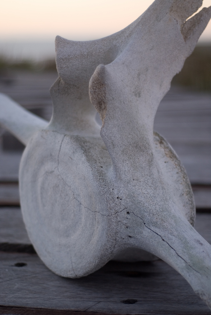 Whale Vertebral Bone