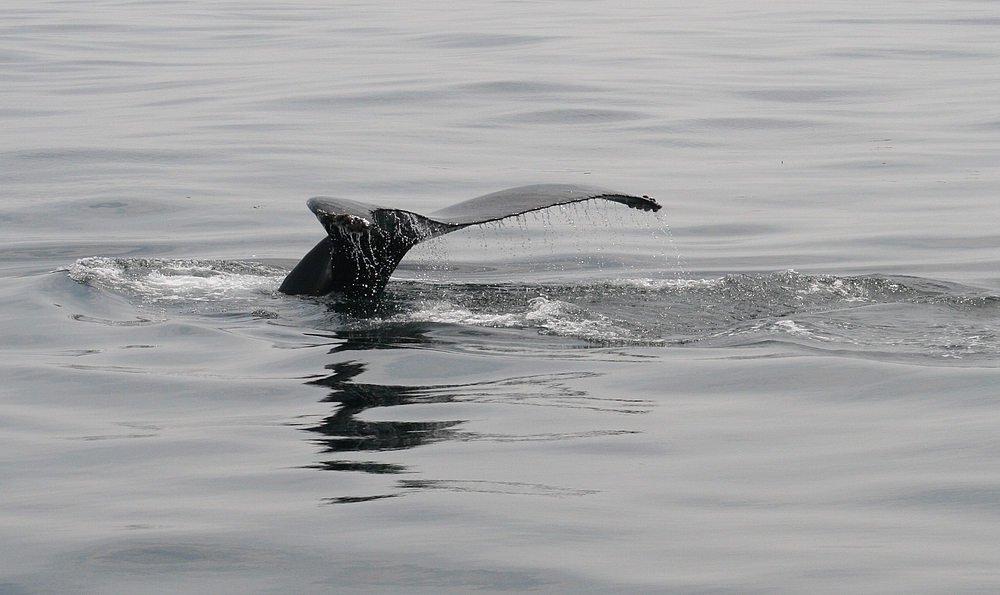 Whale Watch 2