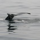 Whale Watch 2