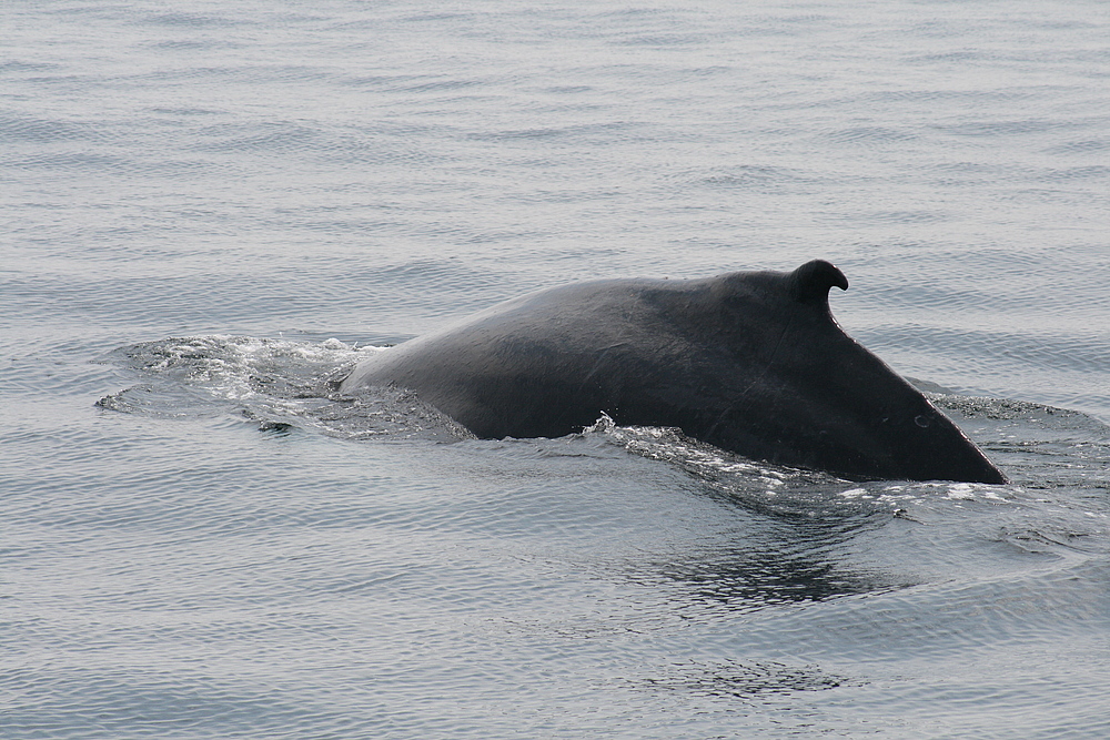 Whale Watch - Boston