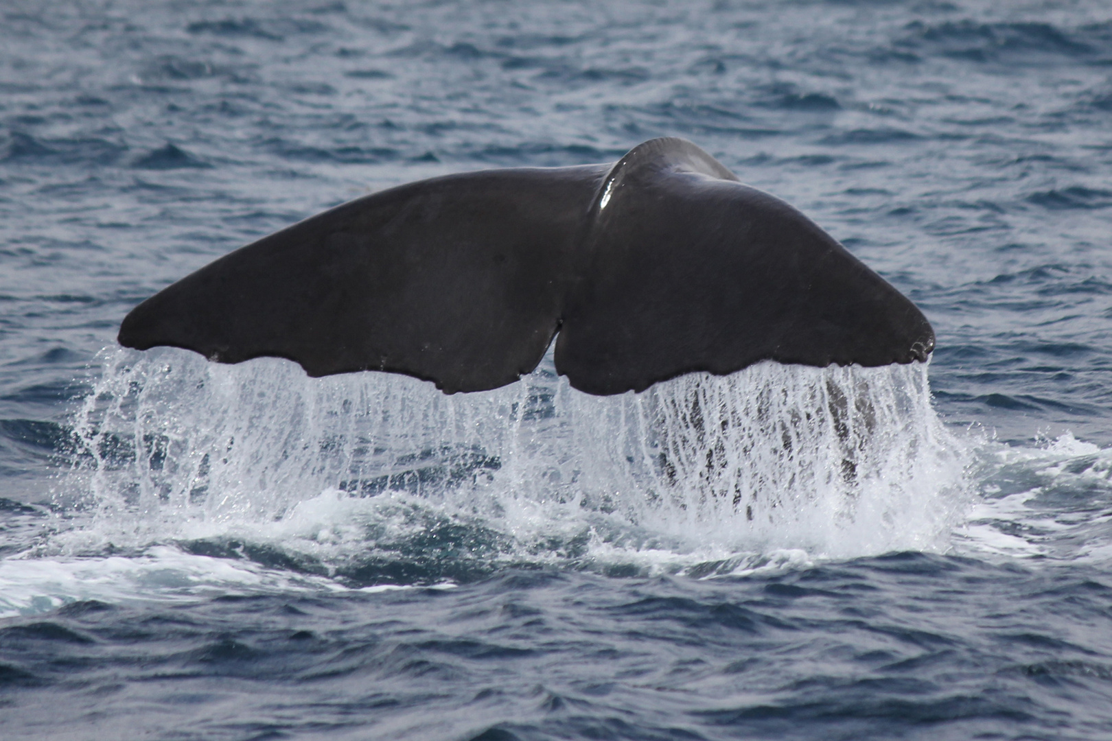 Whale-Watch in Kaikoura