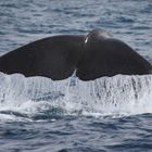 Whale-Watch in Kaikoura