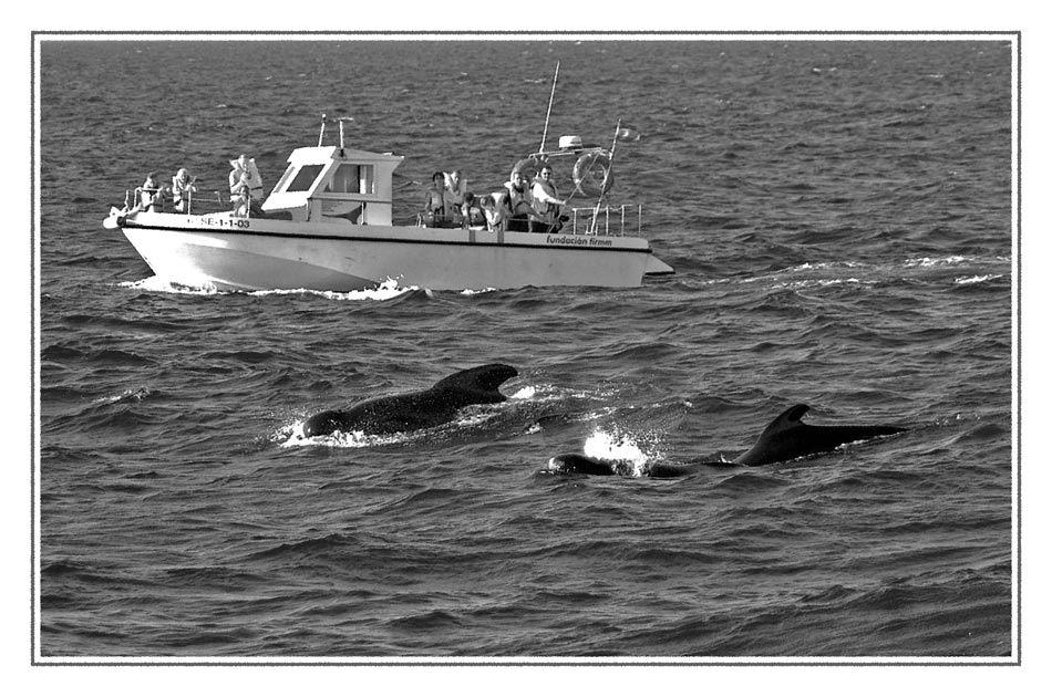 Whale Watchers