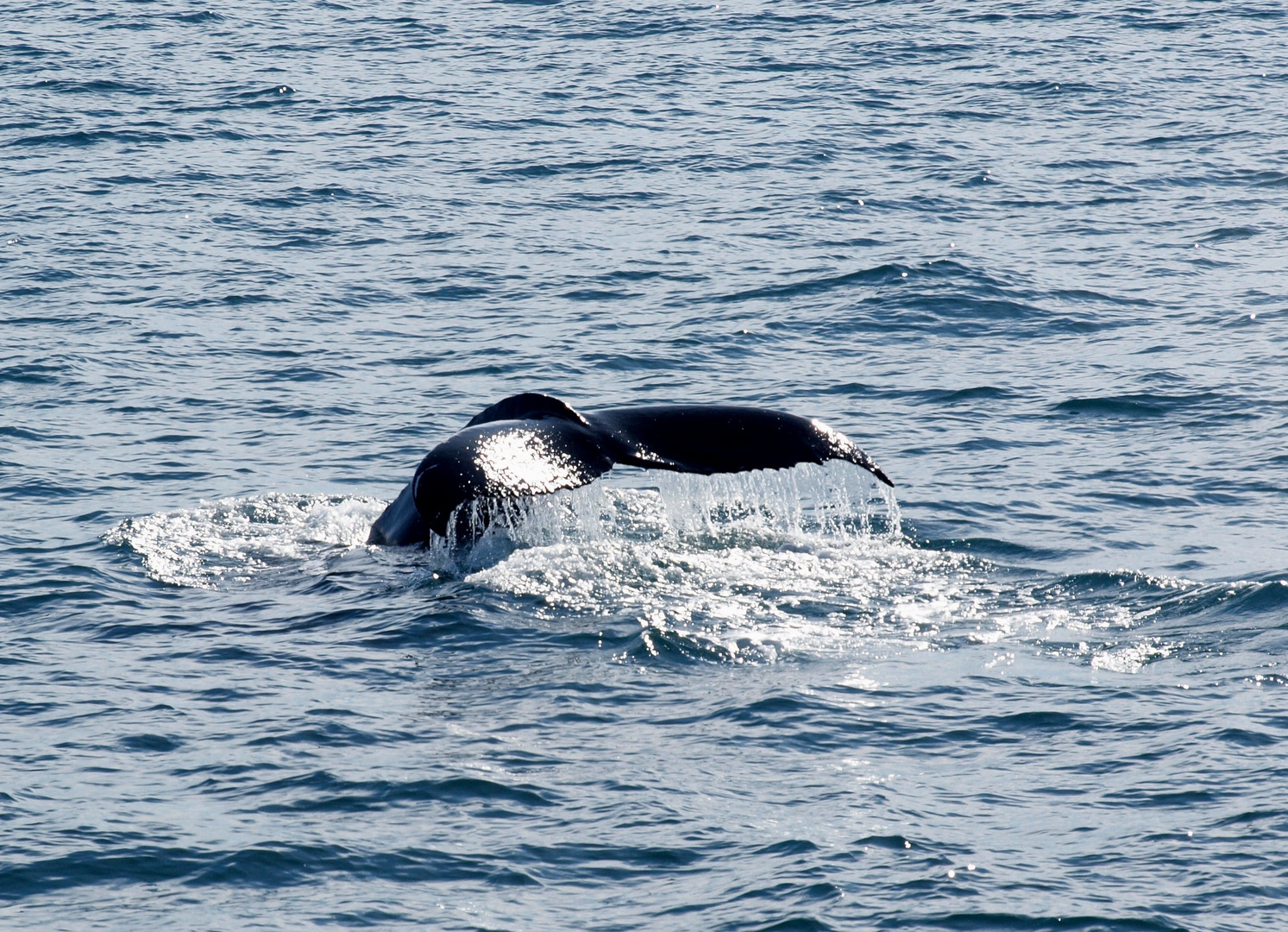 Whale Watching 04