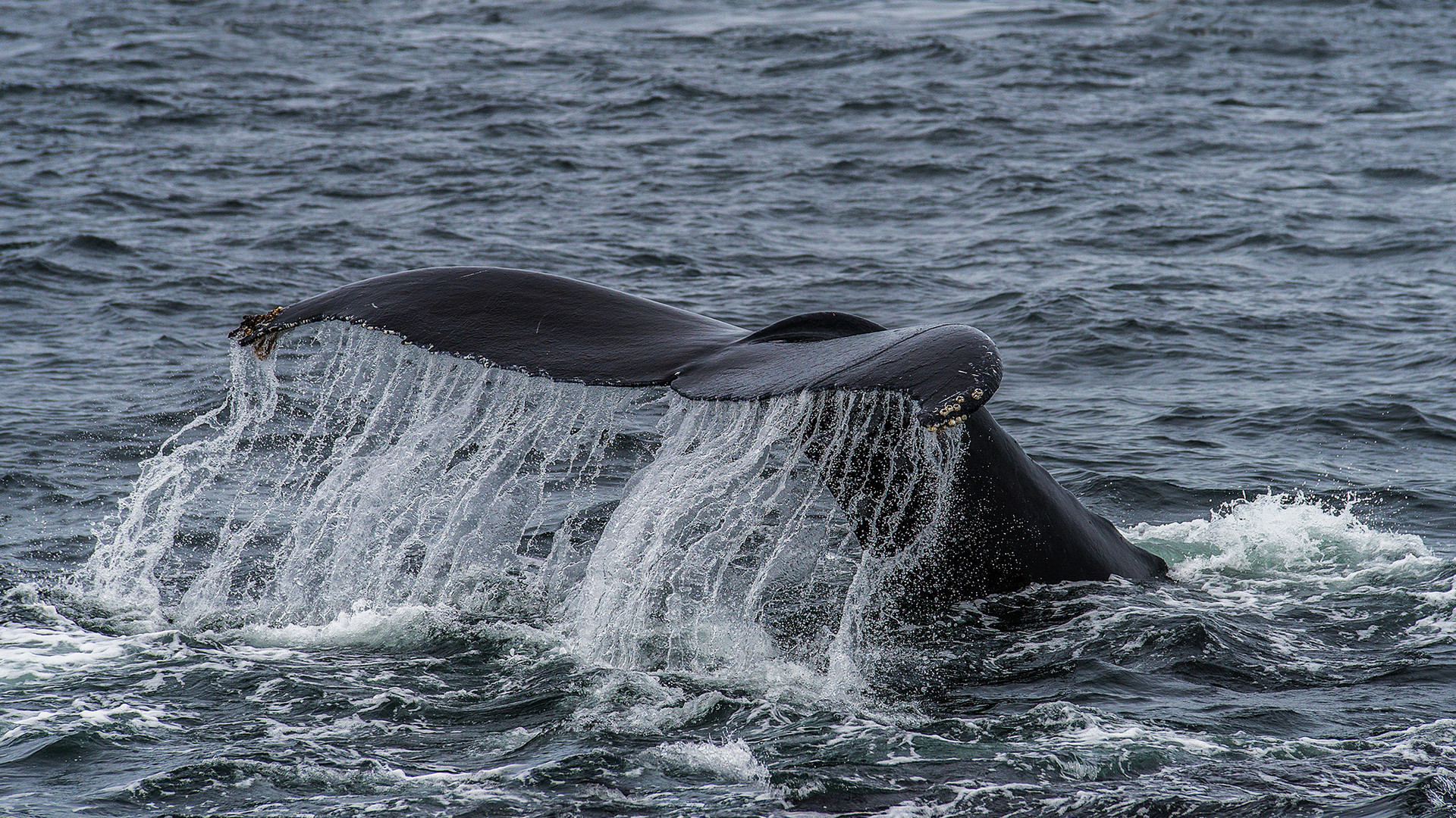 Whale watching