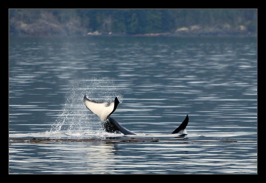 Whale Watching