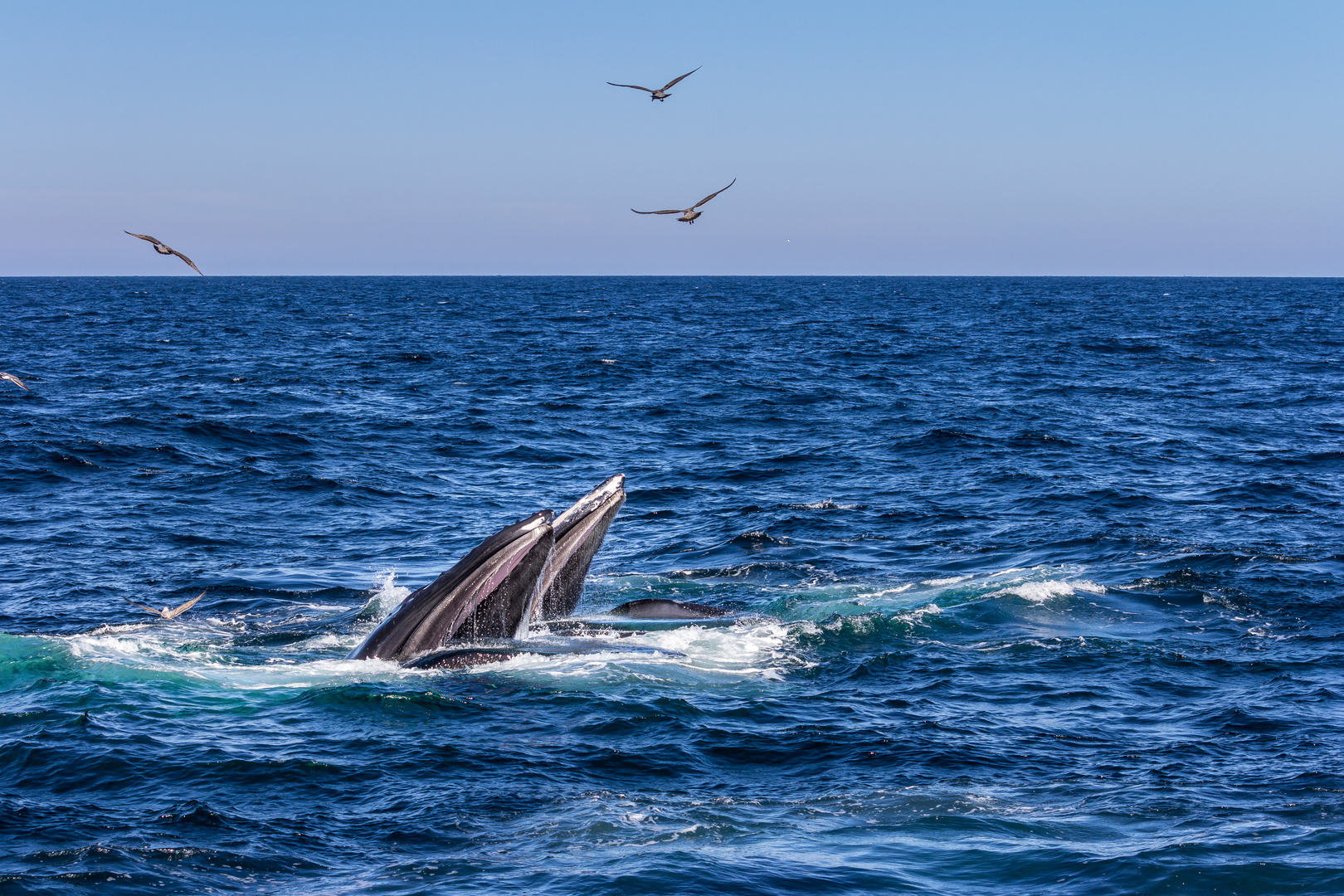 Whale watching