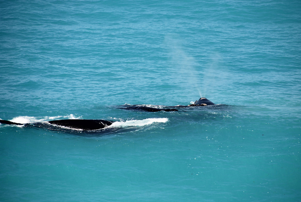 Whale Watching (2)