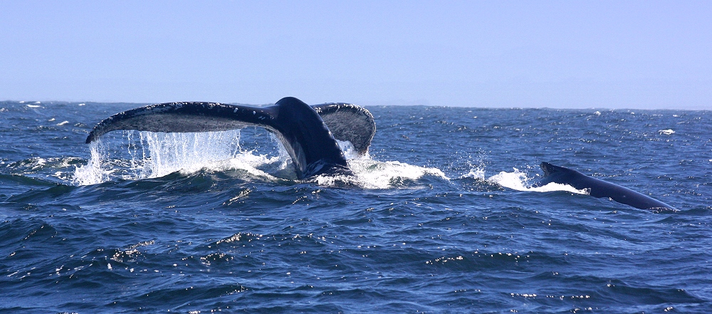 ... Whale Watching ... #2