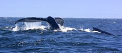 ... Whale Watching ... #2