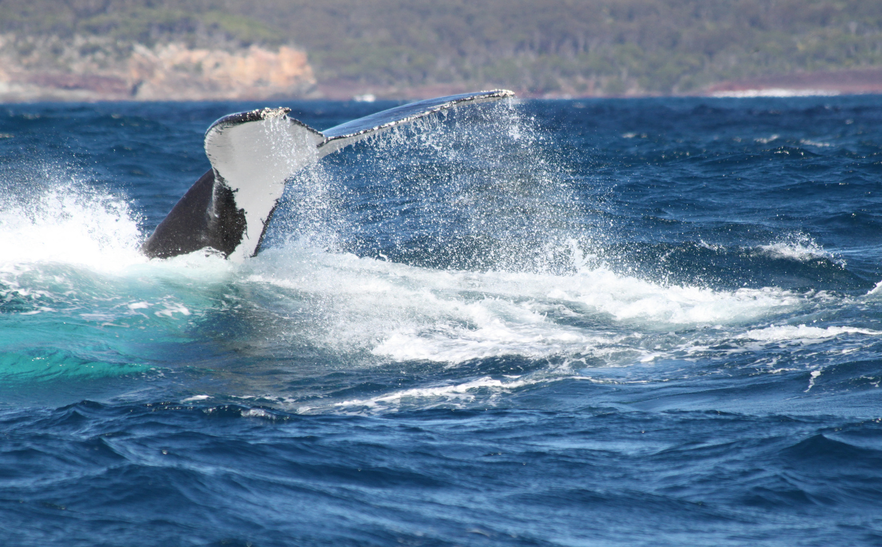 Whale Watching #3