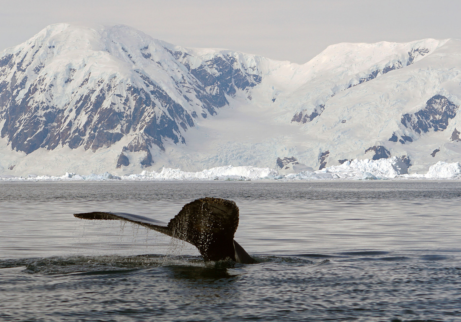 Whale watching (3)