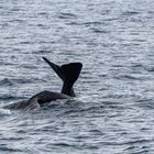 Whale Watching (3)