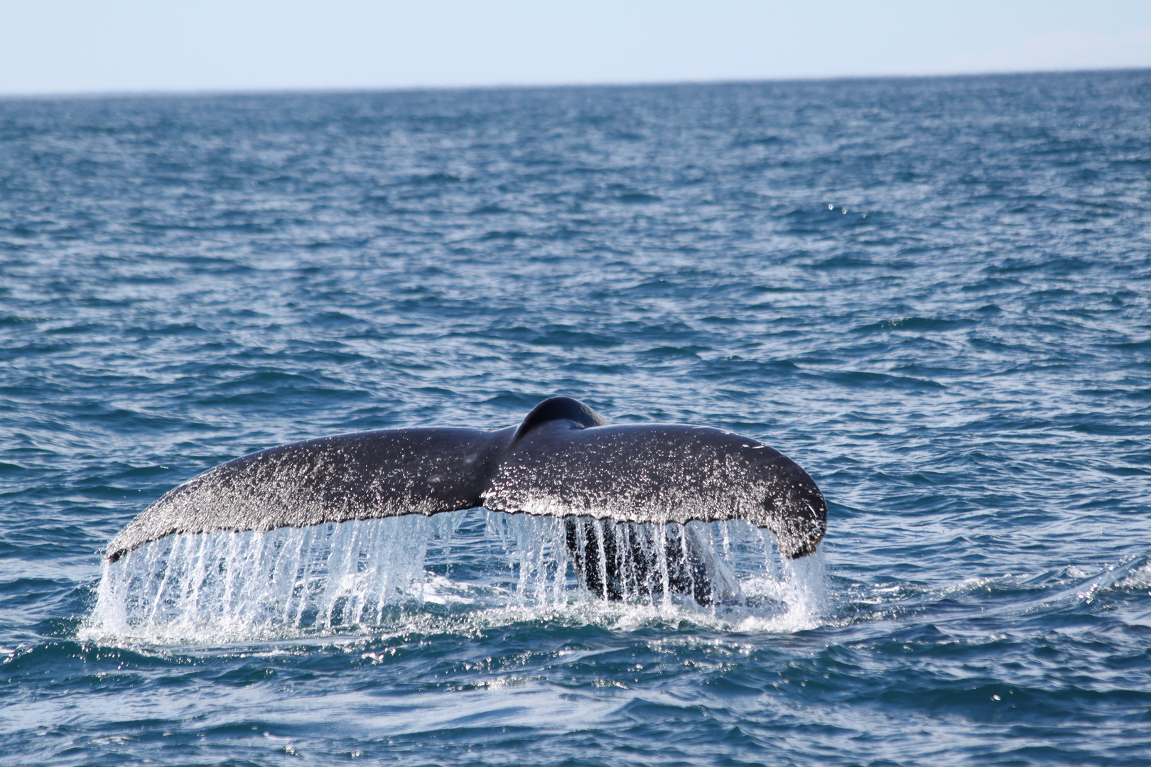 Whale Watching