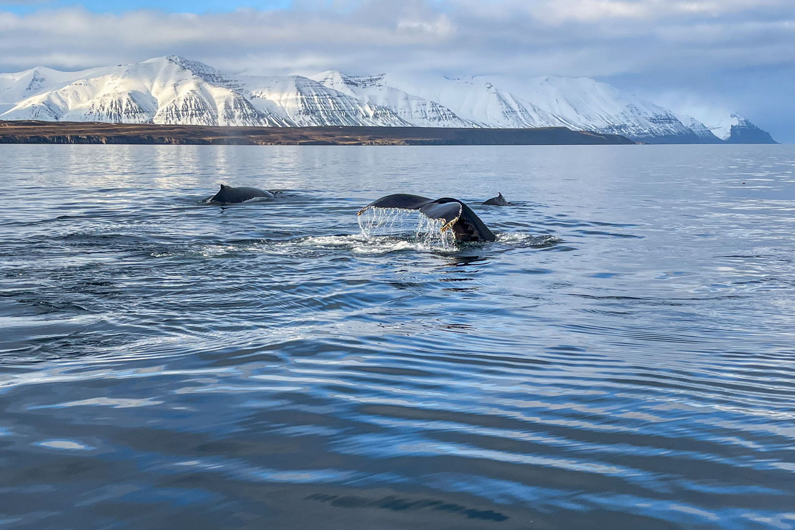 Whale Watching...