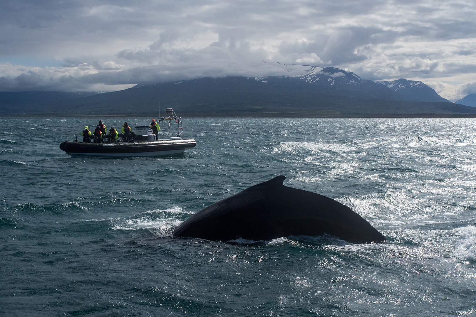 Whale Watching