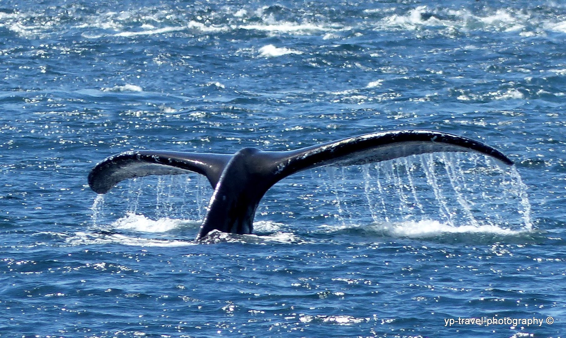 Whale watching