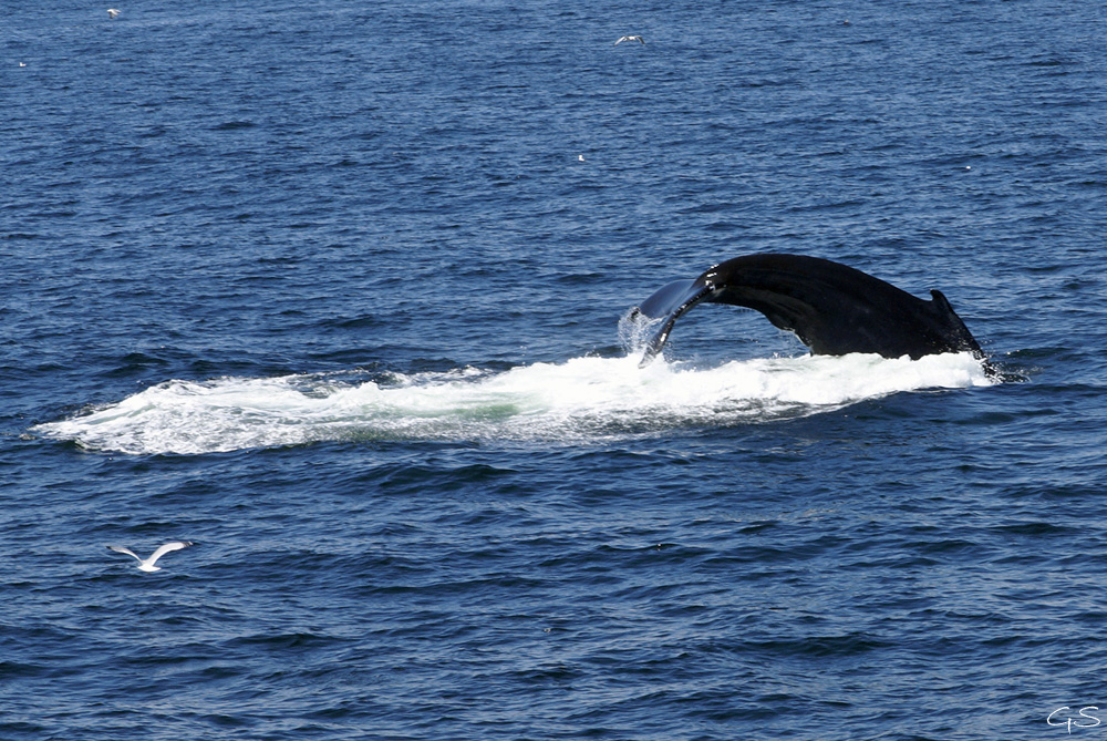 Whale Watching 5