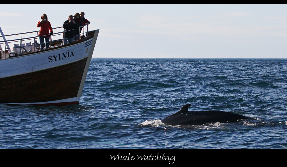 Whale-Watching