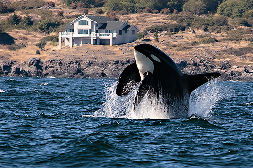 Whale watching