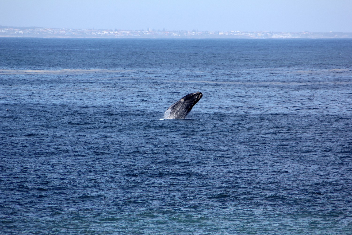 whale watching