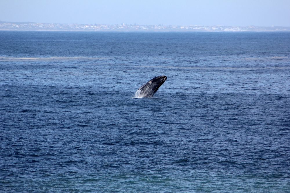 whale watching