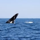 Whale Watching an Ningaloo Riff, Coral Bay, West Australien