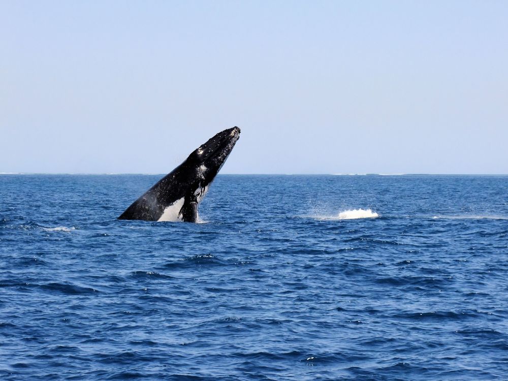 Whale Watching an Ningaloo Riff, Coral Bay, West Australien