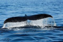 Whale Watching auf der Stellwagen Bank (Cape Cod) - 2