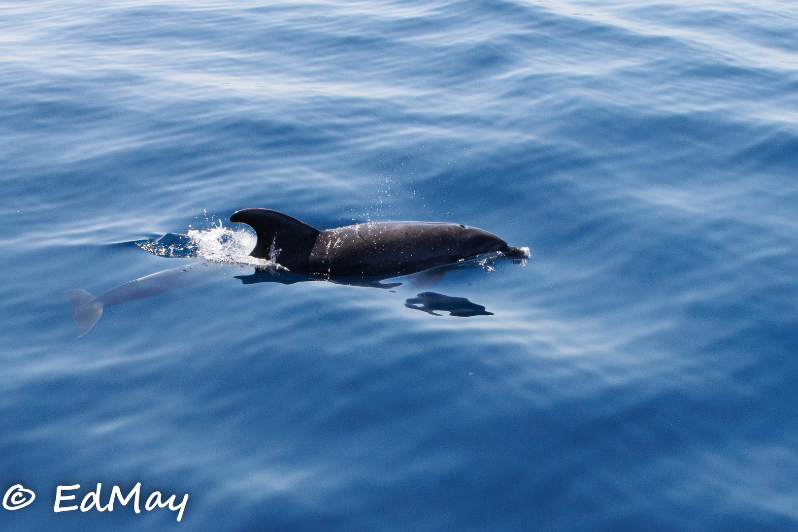 Whale Watching auf Teneriffa kleine Serie