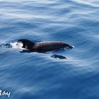 Whale Watching auf Teneriffa kleine Serie