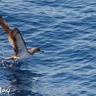 Whale Watching auf Teneriffa kleine Serie