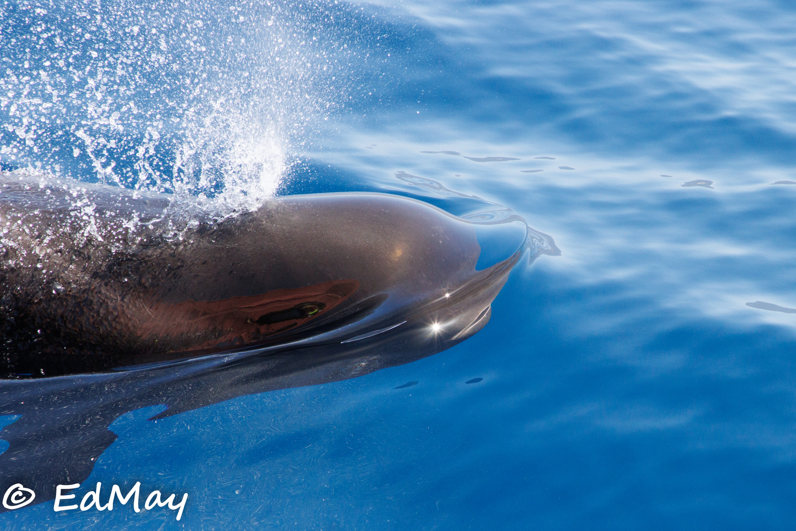 Whale Watching auf Teneriffa kleine Serie