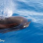 Whale Watching auf Teneriffa kleine Serie