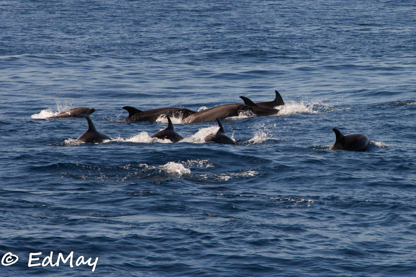 Whale Watching auf Teneriffa kleine Serie