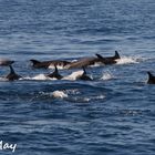 Whale Watching auf Teneriffa kleine Serie