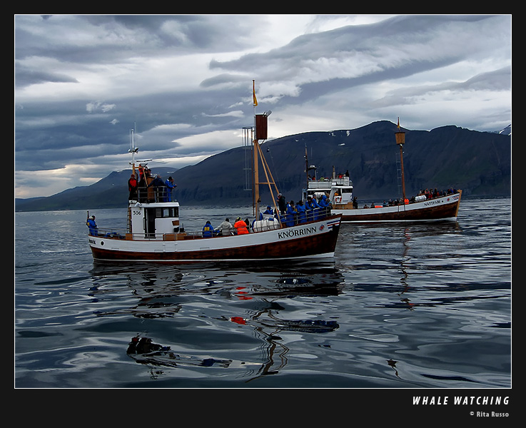 WHALE WATCHING