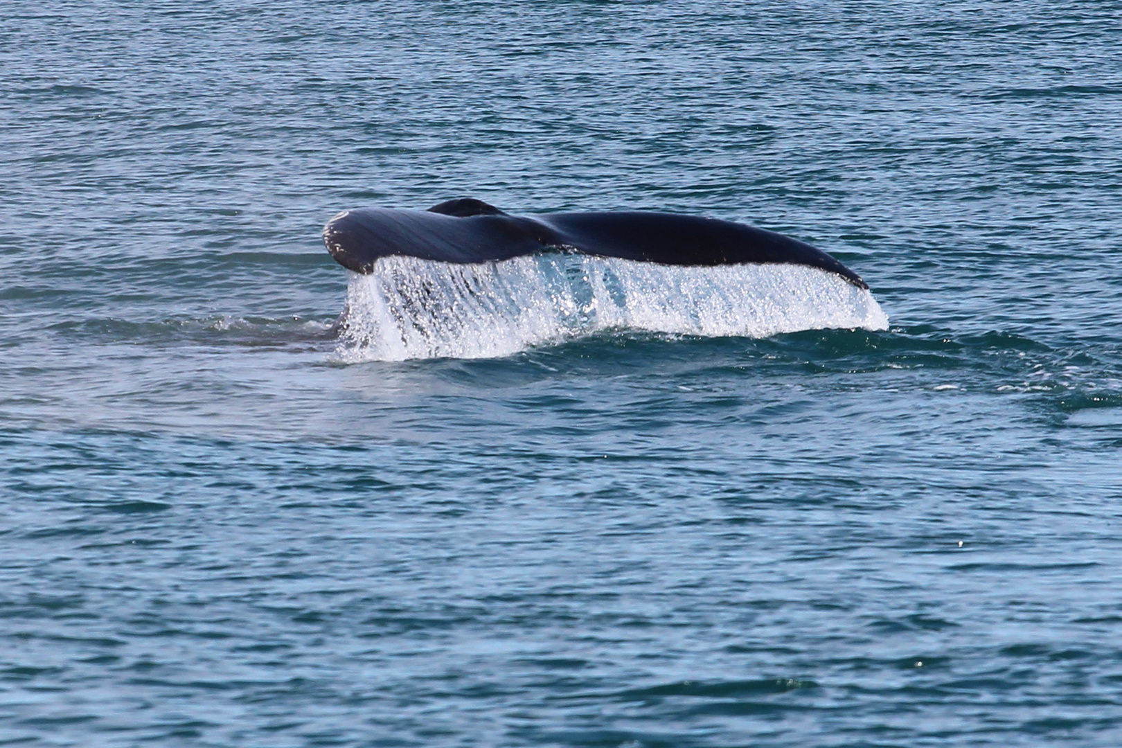 Whale watching