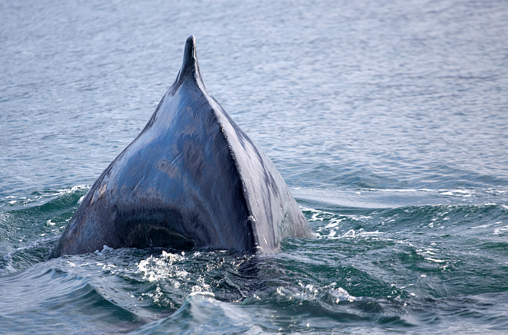 [ … whale watching ]