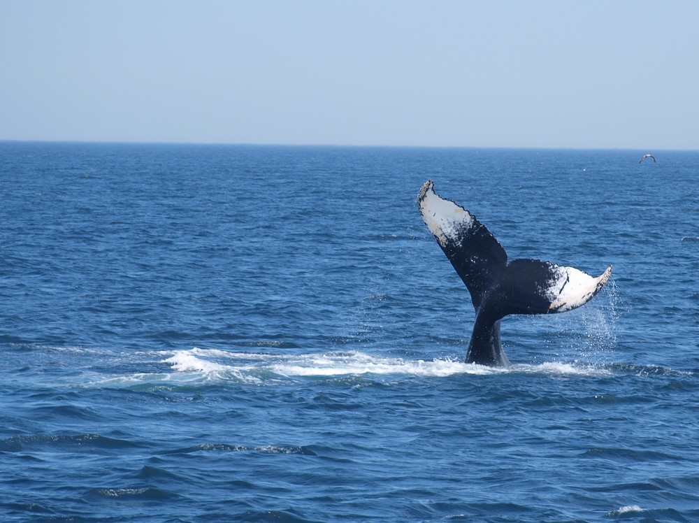 Whale watching bei Cape Cod (2)