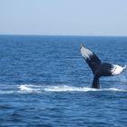 Whale watching bei Cape Cod (2)