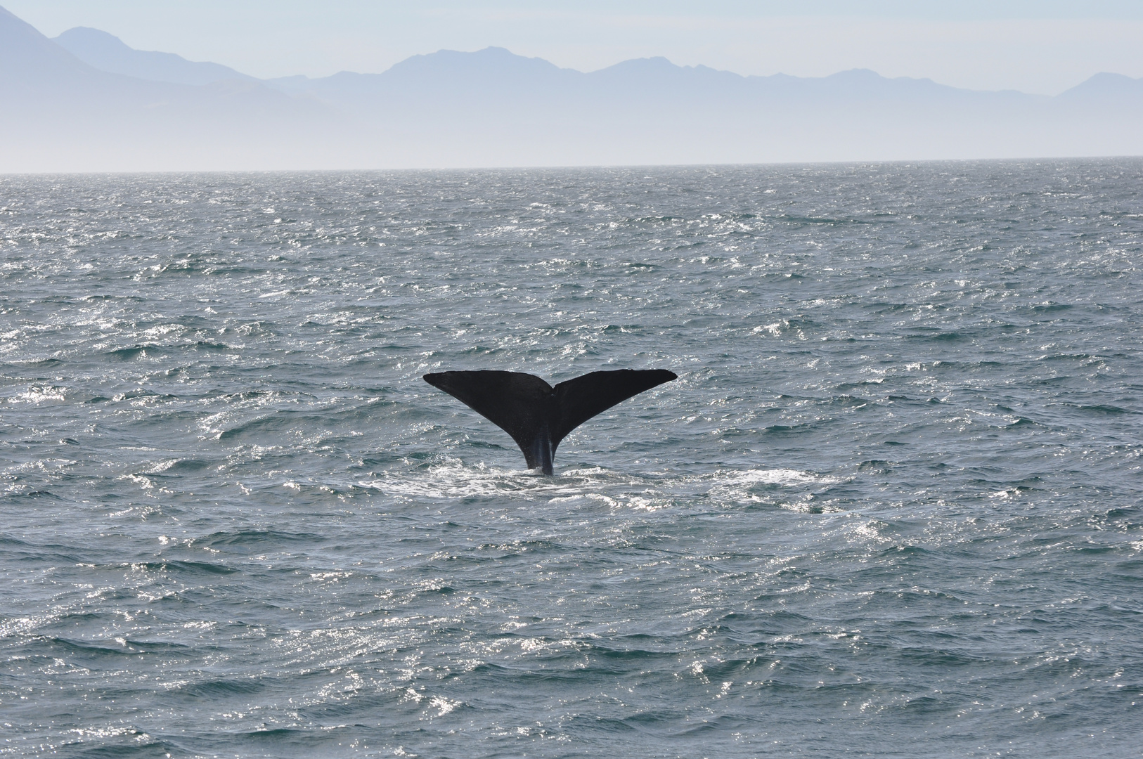 Whale Watching bei Kaikoura