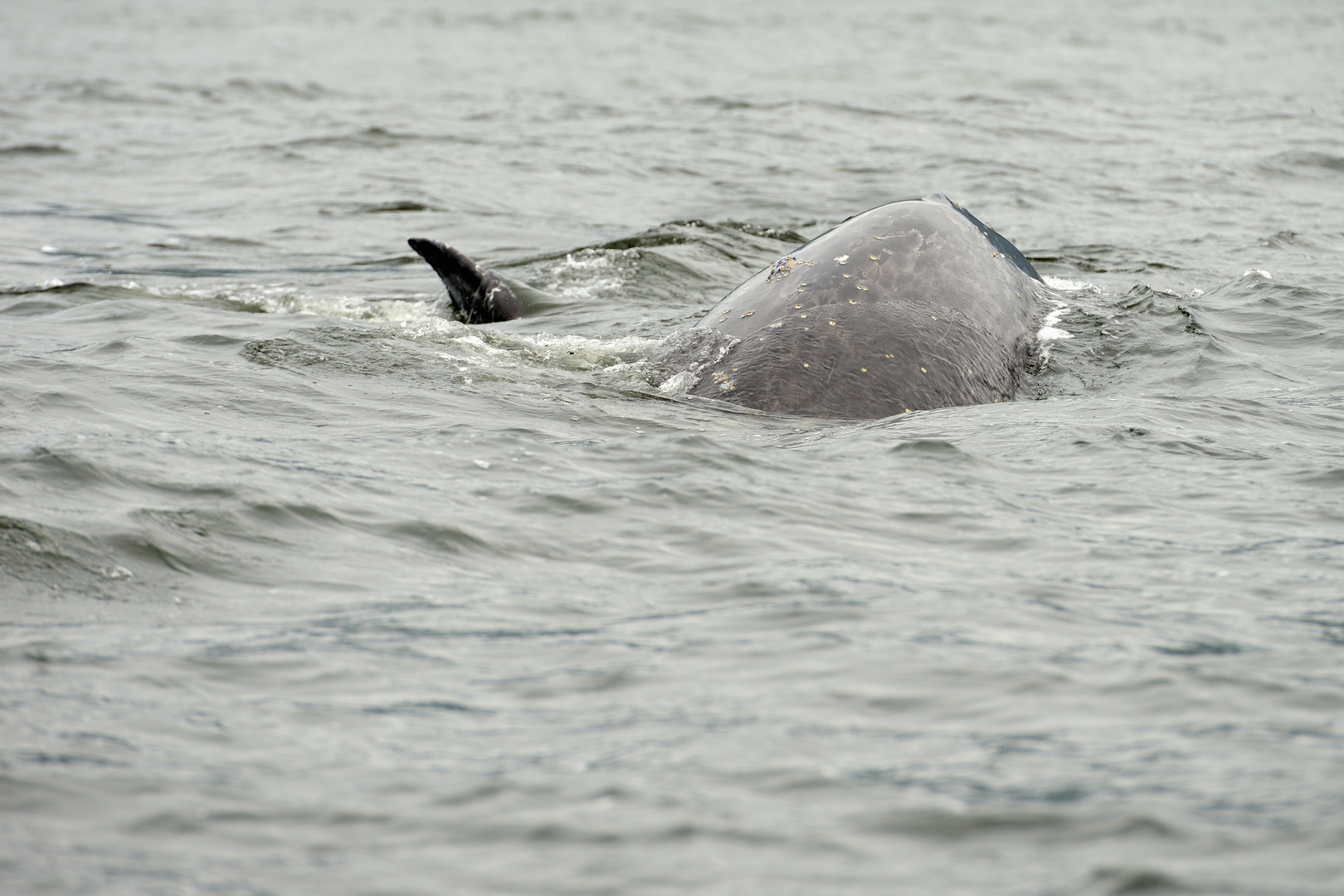 Whale Watching bei Tofino (Vancouver Island)