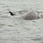 Whale Watching bei Tofino (Vancouver Island)