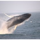 Whale Watching Cape Cod USA 2010