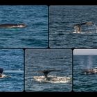 Whale Watching Collage